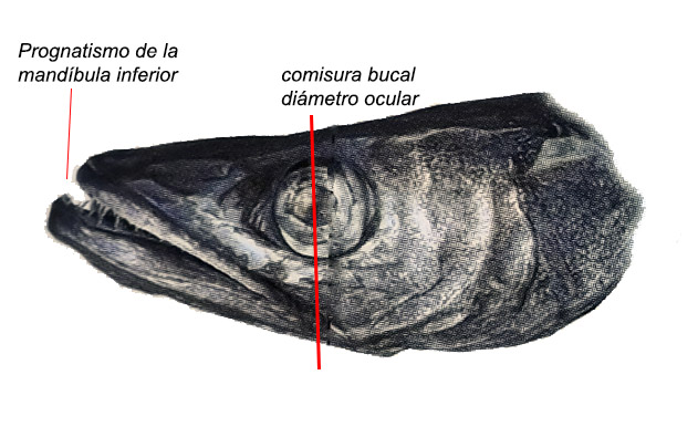 merluccius senegalensis_cabeza.jpg